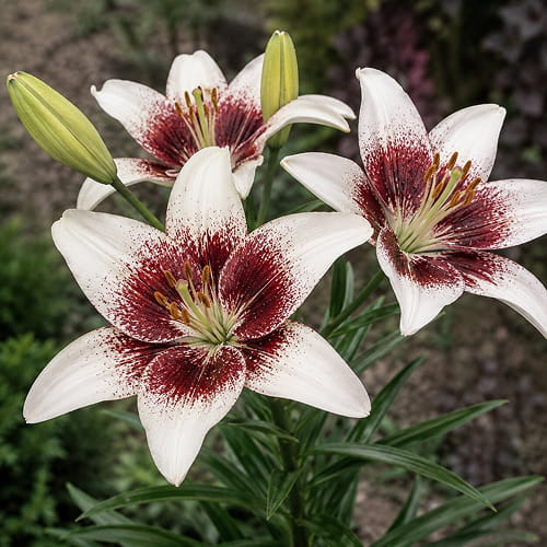 Lilja (Lilium) Tribal Kiss - for Sale Lilja (Lilium) Tribal Kiss