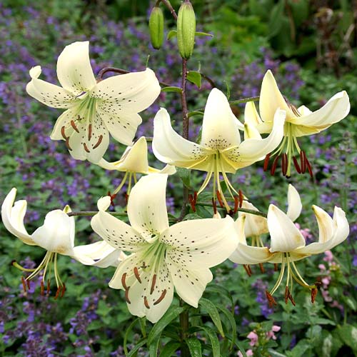 Lily (Lilium) White Twinkle - for Sale Lily (Lilium) White Twinkle