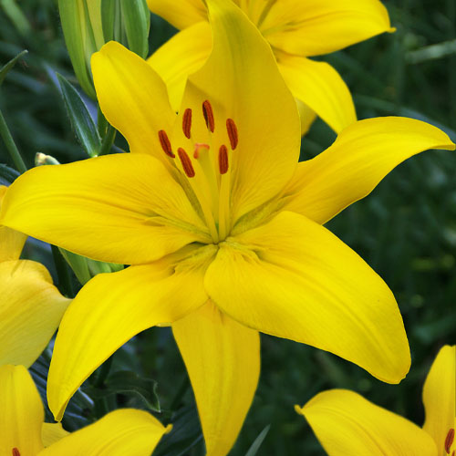 Lily (Lilium) Yellow County - for Sale Lily (Lilium) Yellow County
