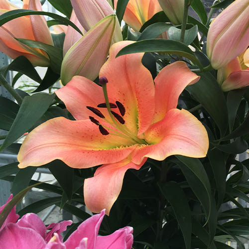 Lily Zelmira - for Sale Lily Zelmira