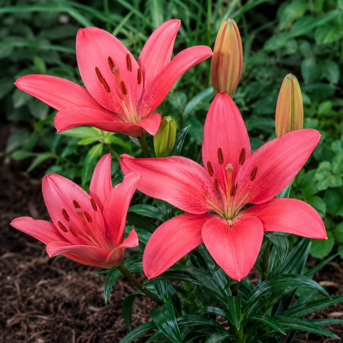 Lily (Lilium) Sylt - for Sale Lily (Lilium) Sylt