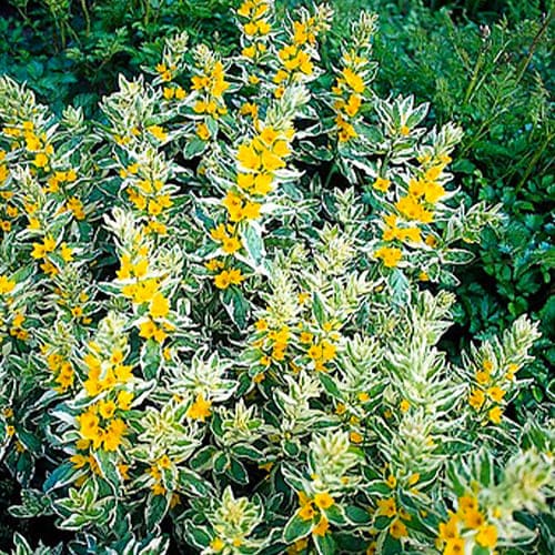 Lysimachia (punct.) Alexander - for Sale Lysimachia (punct.) Alexander
