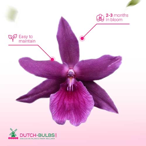 Miltassia Orchid (2 spikes) - for Sale Miltassia Orchid (2 spikes)