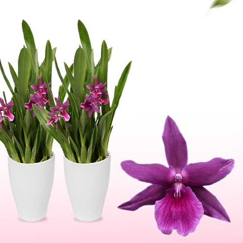 Miltassia Orchid (2 spikes) - for Sale Miltassia Orchid (2 spikes)