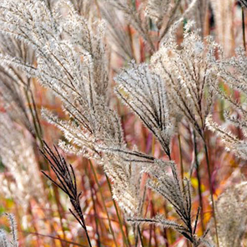 Miscanthus (sinensis) Ferner Osten - for Sale Miscanthus (sinensis) Ferner Osten