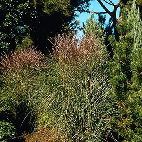 Miscanthus (sinensis) Kleine Silberspinne - for Sale Miscanthus (sinensis) Kleine Silberspinne