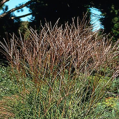 Miscanthus (sinensis) Kleine Silberspinne - for Sale Miscanthus (sinensis) Kleine Silberspinne