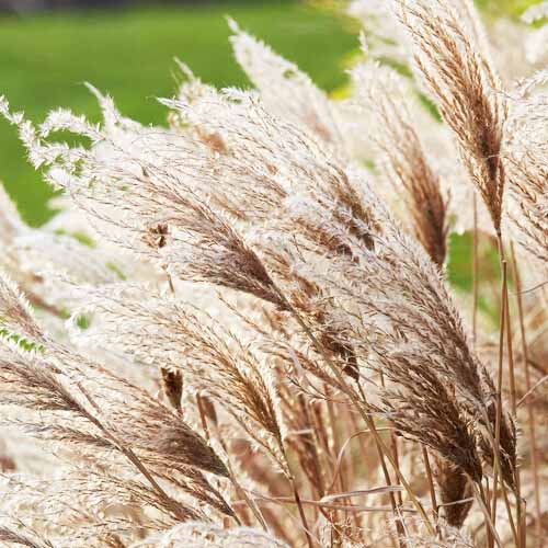 Miscanthus (sinensis) Red Chief - for Sale Miscanthus (sinensis) Red Chief