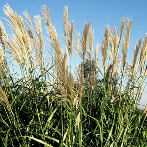 Miscanthus (sinensis) Silberfeder - for Sale Miscanthus (sinensis) Silberfeder
