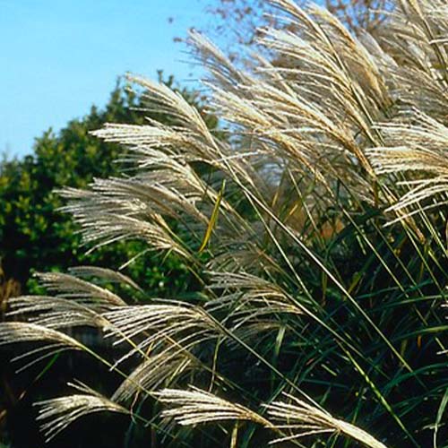 Miscanthus (sinensis) Silberfeder - for Sale Miscanthus (sinensis) Silberfeder