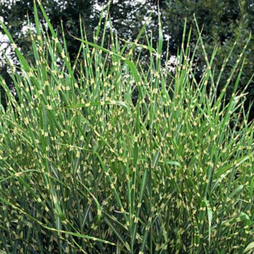 Miscanthus (sinensis) Strictus - for Sale Miscanthus (sinensis) Strictus