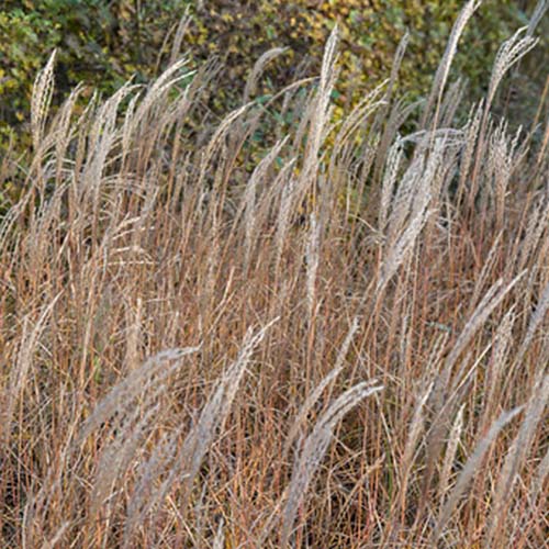 Miscanthus (sinensis) Yaku Jima - for Sale Miscanthus (sinensis) Yaku Jima