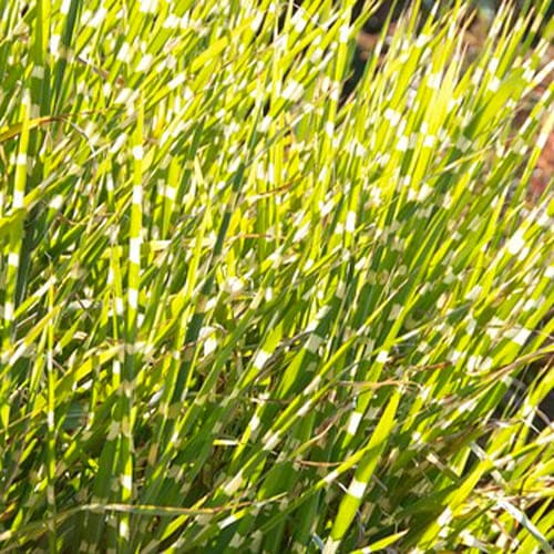 Miscanthus (sinensis) Zebrinus - for Sale Miscanthus (sinensis) Zebrinus