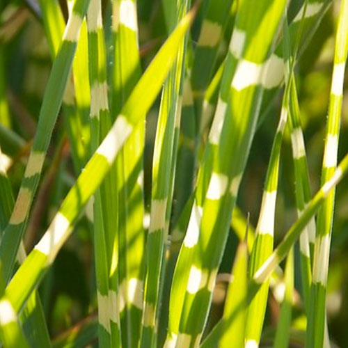 Miscanthus (sinensis) Zebrinus - for Sale Miscanthus (sinensis) Zebrinus