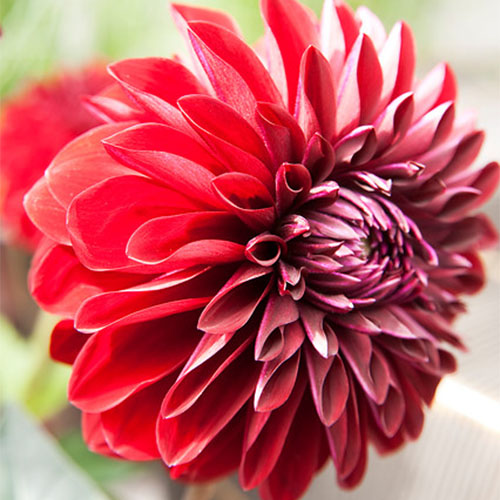 Dahlia Miss Brandy - for Sale Dahlia Miss Brandy