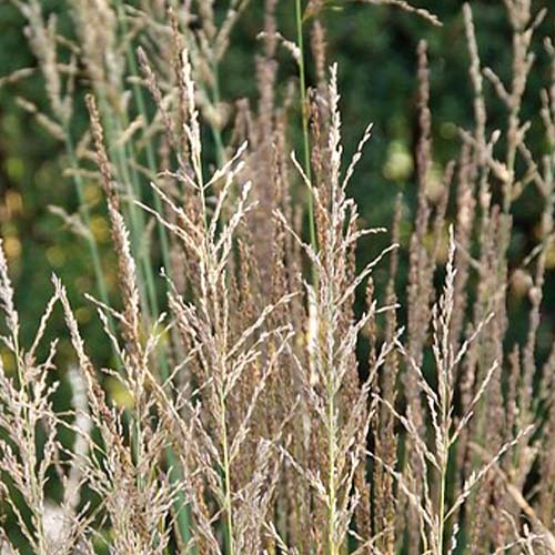Molinia (caerulea) Moorhexe - for Sale Molinia (caerulea) Moorhexe