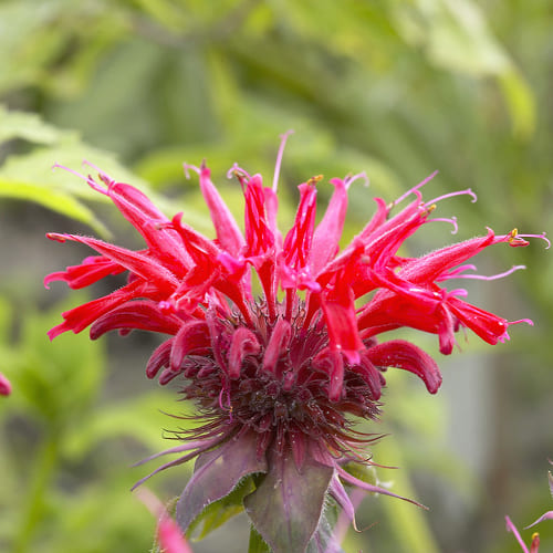 Monarda Gardenview Scarlet - for Sale Monarda Gardenview Scarlet