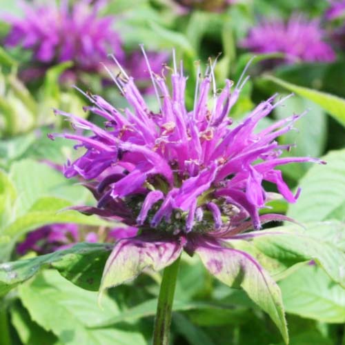 Monarda SUGAR BUZZ Pink Frosting - for Sale Monarda SUGAR BUZZ Pink Frosting