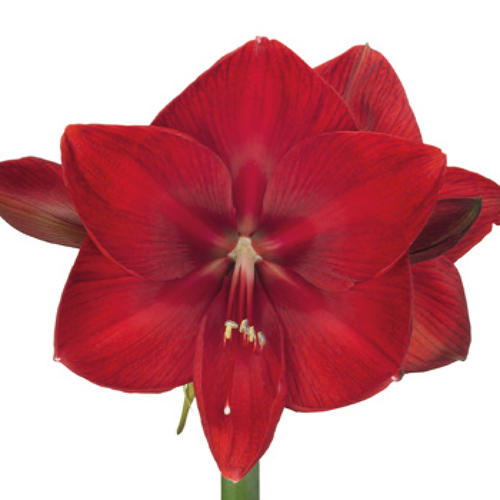Amaryllis (Hippeastrum) Mouling Rouge - for Sale Amaryllis (Hippeastrum) Mouling Rouge