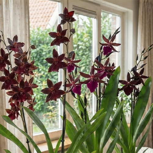 Multicolor Orchid Collection (Billy Bob+Black Cat+Speedy) - for Sale Multicolor Orchid Collection (Billy Bob+Black Cat+Speedy)