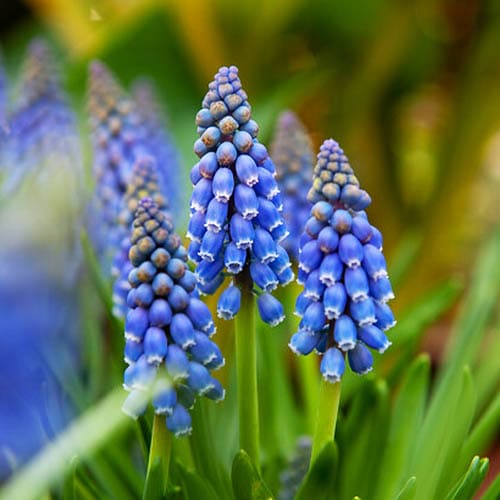Muscari Armeniacum - for Sale Muscari Armeniacum
