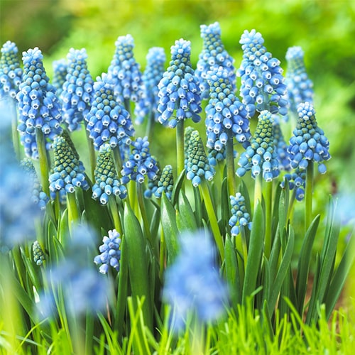 Muscari armeniacum Blue Magic - for Sale Muscari armeniacum Blue Magic