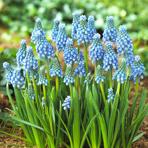 Muscari armeniacum Blue Magic - for Sale Muscari armeniacum Blue Magic