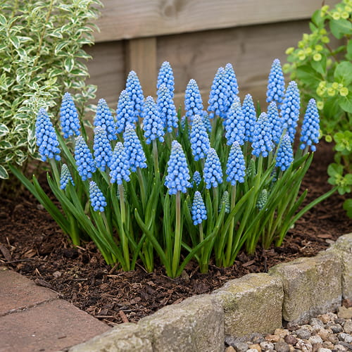 Muscari armeniacum Lindsay - for Sale Muscari armeniacum Lindsay