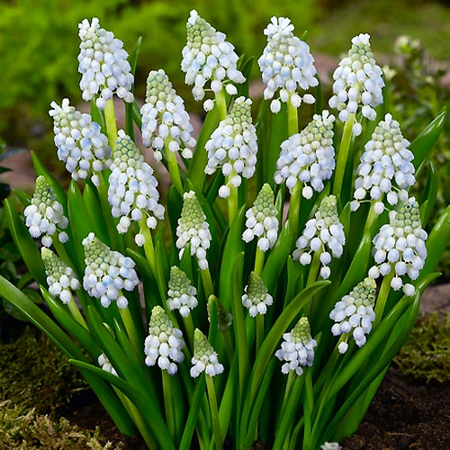 Muscari armeniacum Manon - for Sale Muscari armeniacum Manon