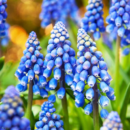 Muscari Armeniacum - for Sale Muscari Armeniacum