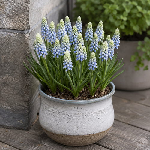Muscari Emmy - for Sale Muscari Emmy