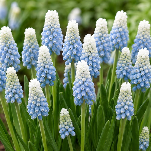 Muscari Mountain Lady - for Sale Muscari Mountain Lady