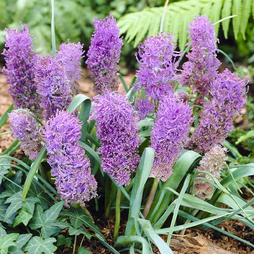 Muscari Plumosum - for Sale Muscari Plumosum