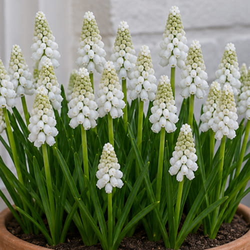Muscari White Spear - for Sale Muscari White Spear