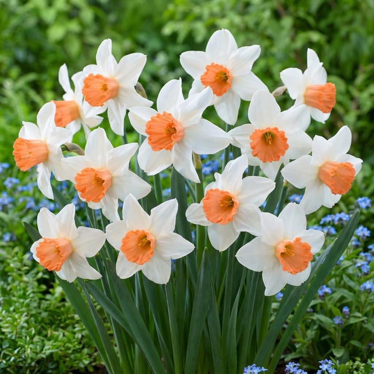 Narcissus (Daffodil) Accent - for Sale Narcissus (Daffodil) Accent