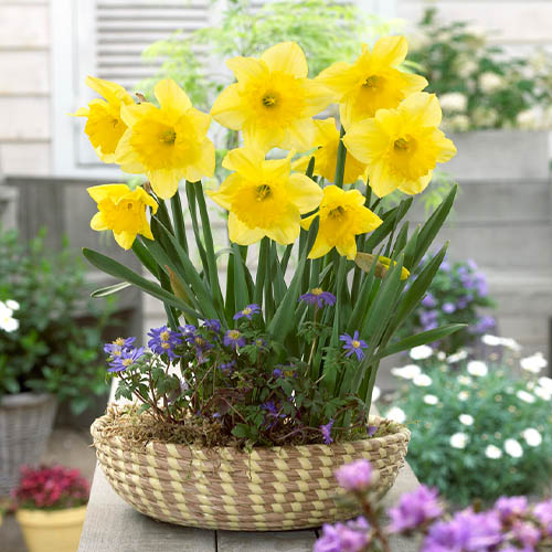 Narcissus Amico - for Sale Narcissus Amico