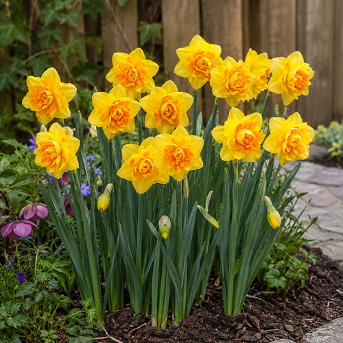Narcissus (Daffodil) Apotheose - for Sale Narcissus (Daffodil) Apotheose