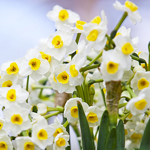 Narcissus Avelance - for Sale Narcissus Avelance