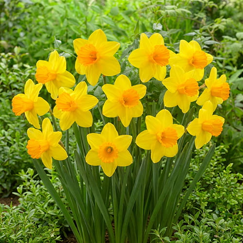 Narcissus (Daffodil) Bright Jewel - for Sale Narcissus (Daffodil) Bright Jewel