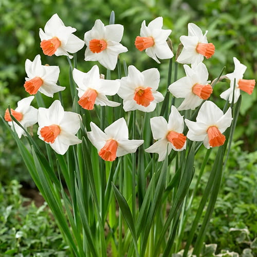 Narcissus (Daffodil) Brooke Ager - for Sale Narcissus (Daffodil) Brooke Ager