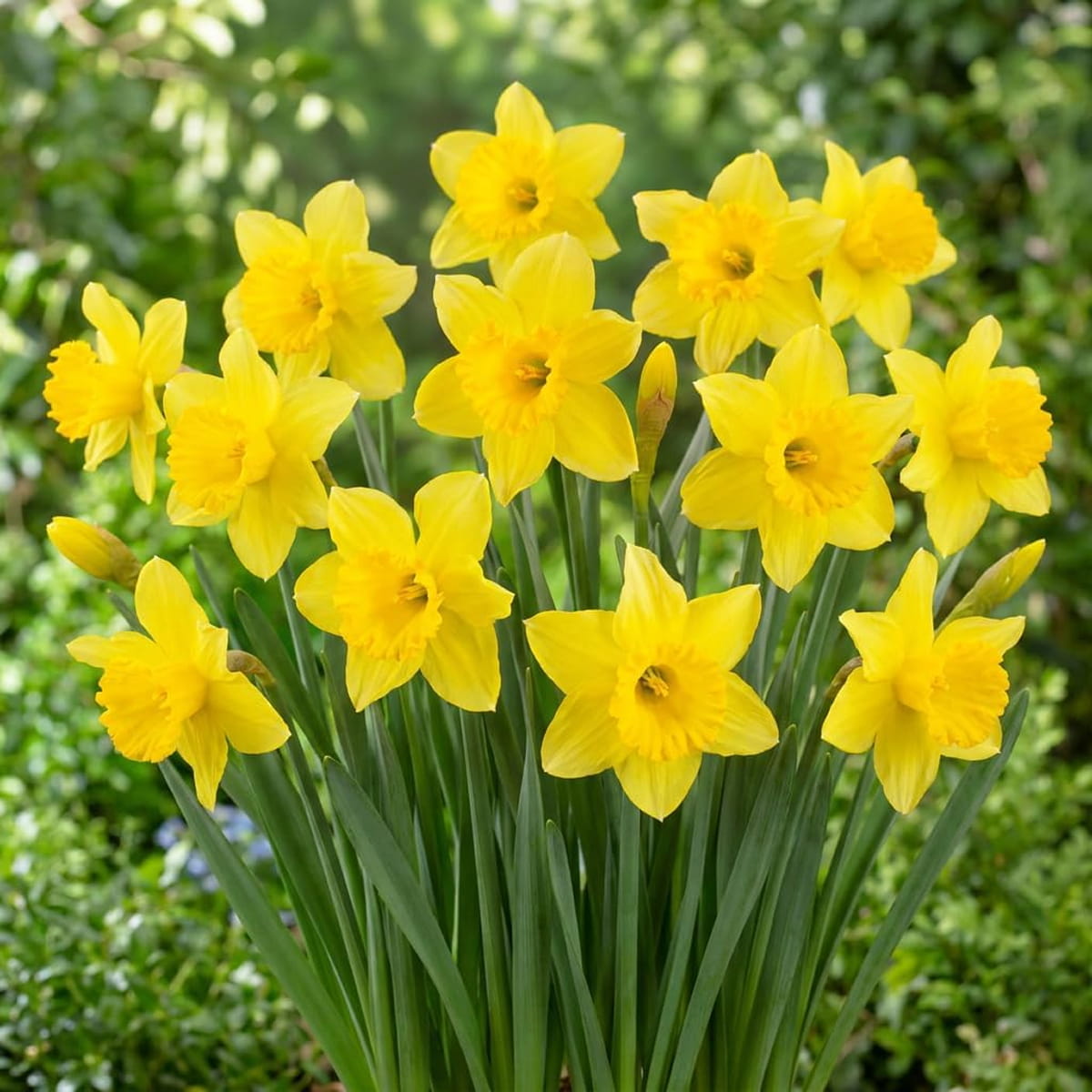 Narcissus (Daffodil) Carlton - for Sale Narcissus (Daffodil) Carlton