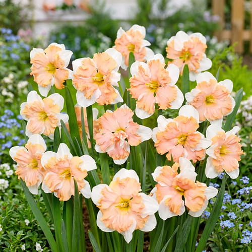 Narcissus (Daffodil) Casanova - for Sale Narcissus (Daffodil) Casanova