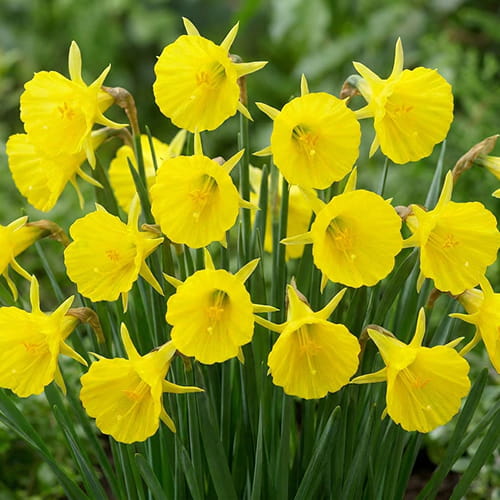 Narcissus Casual Elegance - for Sale Narcissus Casual Elegance
