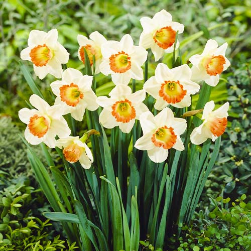 Narcissus Cha Cha - for Sale Narcissus Cha Cha
