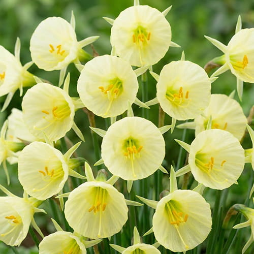 Narcissus (Daffodil) Arctic Bells - for Sale Narcissus (Daffodil) Arctic Bells
