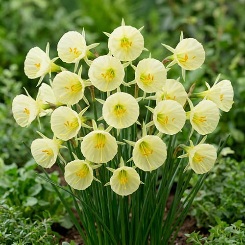 Narcissus (Daffodil) Arctic Bells - for Sale Narcissus (Daffodil) Arctic Bells