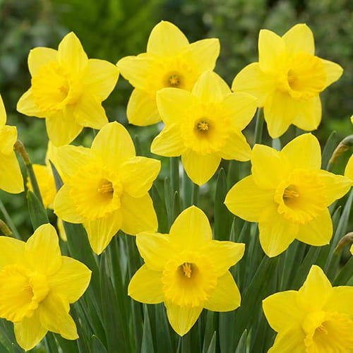Narcissus (Daffodil) Arkle - for Sale Narcissus (Daffodil) Arkle