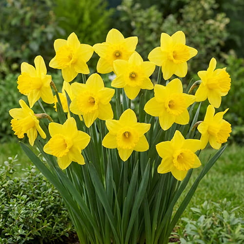 Narcissus (Daffodil) Arkle - for Sale Narcissus (Daffodil) Arkle