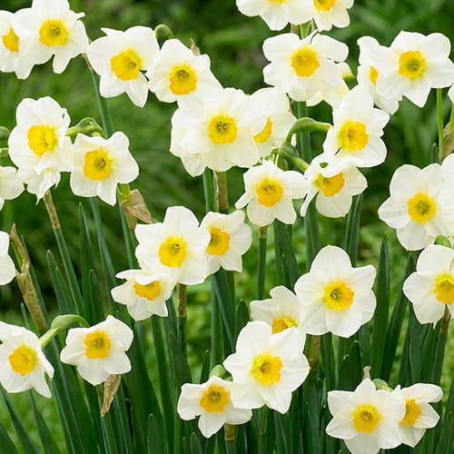 Narcissus (Daffodil) Beautiful Eyes - for Sale Narcissus (Daffodil) Beautiful Eyes