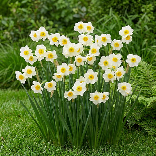 Narcissus (Daffodil) Beautiful Eyes - for Sale Narcissus (Daffodil) Beautiful Eyes